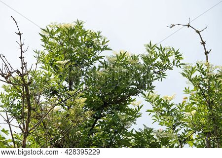 Elder Tree Bough Laden With White Elderflower Blossom On Sunlight.