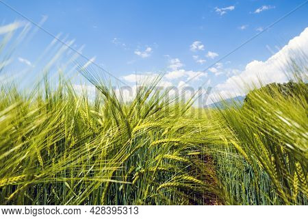 Ears Of Wheat Swaying In The Wind On A Sunny Day