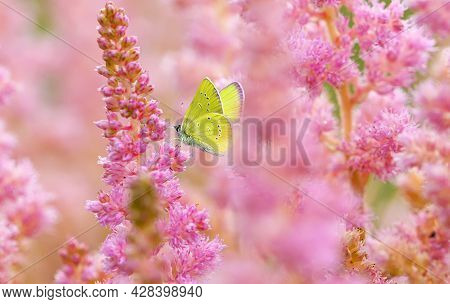 Yellow Butterfly On Blooming Pink Astilba Flowers. Summer Background
