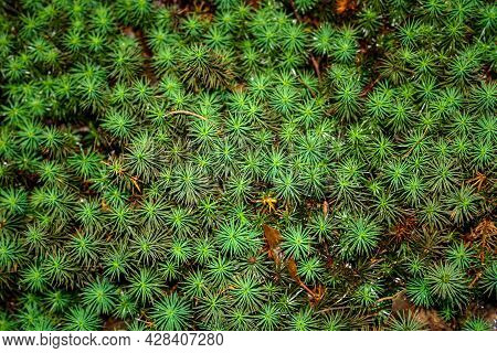 Spikey Plant With Green Needles Ground Cover