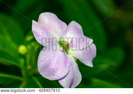 Beautiful Delicate Pink Sparkly Flower And Green Leaves