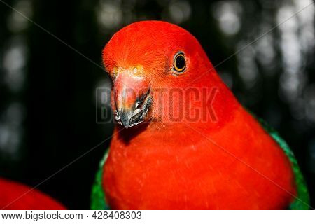 A Brightly Coloured Red And Grey King Parrot Bird Eating Seeds