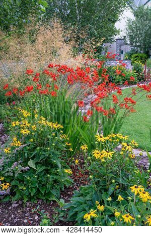 Montbretia,tufted Hair Grass And Black-eyed Susan Flowers In Summer