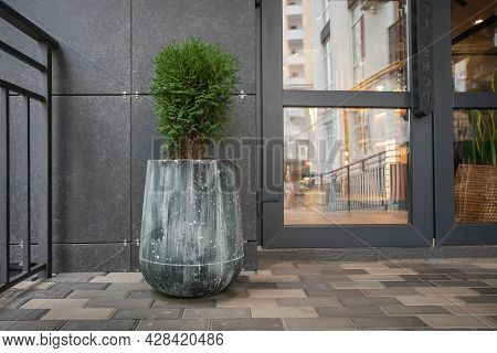Green Small Spherical Chinese Thuja In A Concrete Pot Near The House At The Entrance. Traditional Ho