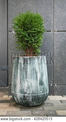 Green Small Spherical Chinese Thuja In A Concrete Pot Near The House At The Entrance. Traditional Ho