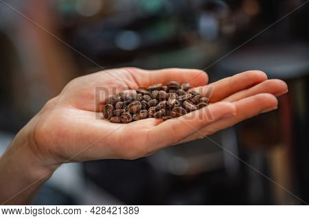 Barista Holds Beautiful Coffee Beans With Whie Longitudinal Grooves In The Hand