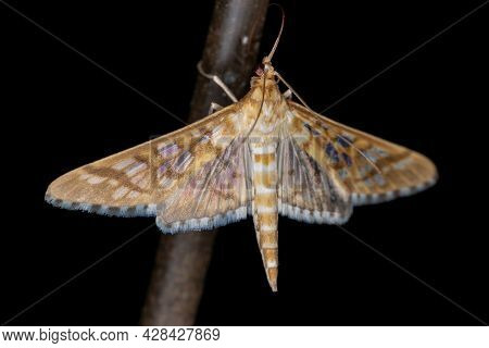 Orange Epipagis Moth Of The Species Epipagis Fenestralis