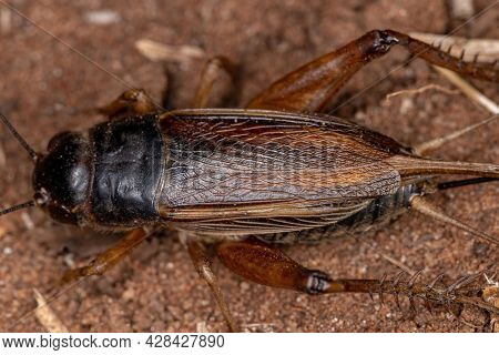 Adult Field Cricket
