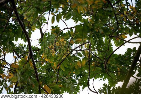 Red Mombin Tree