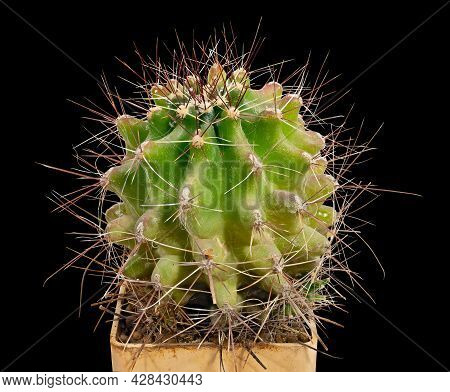 Cactus Copiapoa Cinerea Ssp. Dealbata (latin Name), Birthplace Of Chile, Fourteen Years Old. Can Ser