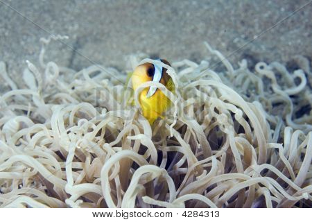 Anemonefish (amphipiron Bicinctus)