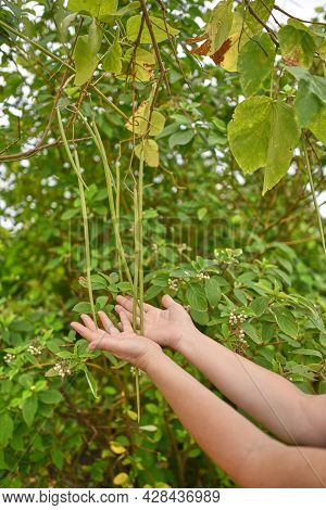 Female Hands Hold Catalpa Beanpods. Catalpa, Commonly Called Catalpa Or Catawba, Is A Genus Of Flowe
