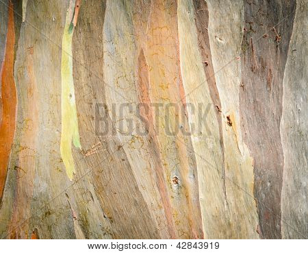 Textura de casca de árvore