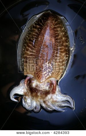 Tintenfisch Squid auf schwarzem Hintergrund