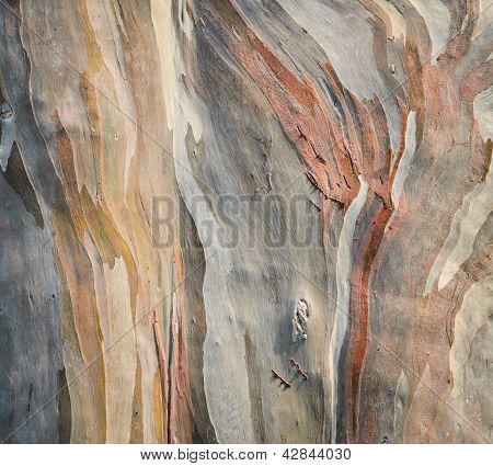 Casca de árvore de eucalipto arco-íris