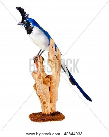 Urraca azul