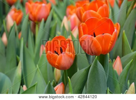 Fiore di tulipano arancione bellissima