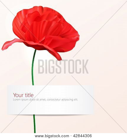 Vectro background with Poppy flower