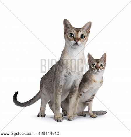 Young Adult And Kitten Singapura Cat, Sitting Beside Each Other. All Looking Towards Camera. Isolate