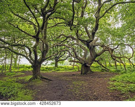 Twisted Oak Trees At Skipwith Common, North Yorkshire, England