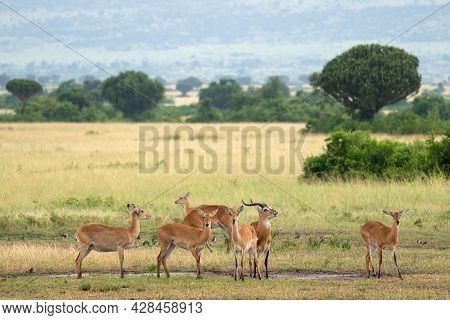 Uganda Kob (kobus Thomasi), National Parks Of Uganda