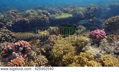 Dusky Wrasse (halichoeres Marginatus) Undersea, Red Sea, Egypt, Sharm El Sheikh, Nabq Bay