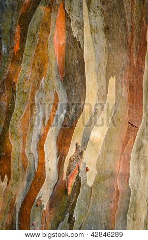 Padrão abstrato colorido de casca de eucalipto Deglupta árvore