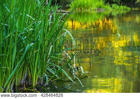 Long Green Leaves Rise From The Water Against The Yellow Reflections Of The Evening Sun. Blue Dragon