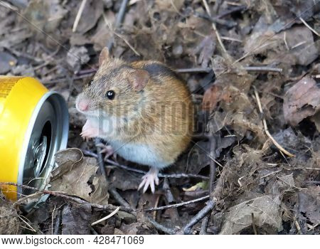 A Field Mouse (apodemus Agrarius) Sits In The Grass Near An Empty Tin Can, Macro Shot. Selective Foc