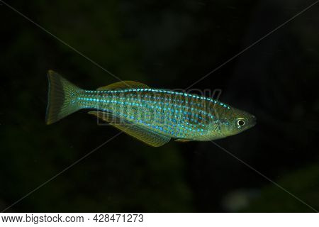The Tanganyika Killifish (lamprichthys Tanganicanus) In Aquarium.