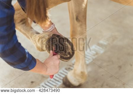 Girl Holding The Leg Of A Palomino Horse Cleaning Horse Hoof Outside The Horse Stable. Taking Out Du