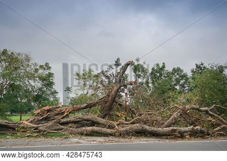 Super Cyclone Amphan Has Uprooted Tree Which Fell On Ground. The Devastation Has Made Many Trees Fal