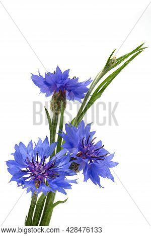 Blue Cornflower (centaurea Cyanus) On A White Background. Poster.