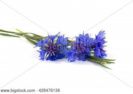 Blue Cornflower (centaurea Cyanus) On A White Background. Poster.