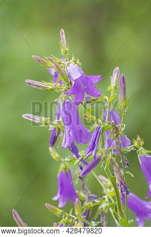 Campanula Trachelium Flowers, Slovak Republic. Seasonal Natural Scene.