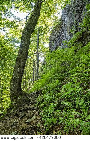 Sninsky Kamen Hill, Vihorlat Mountains, East Slovak Republic. Seasonal Natural Scene.