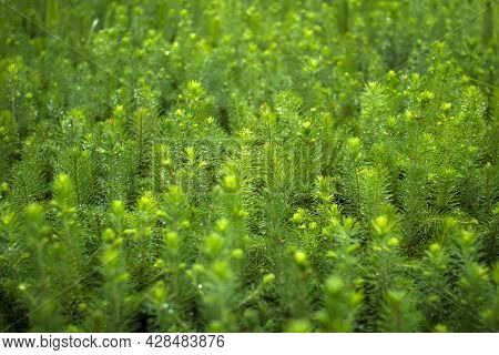 Green Seedlings Of Coniferous Trees. A Greenhouse For Growing Plants And Trees.