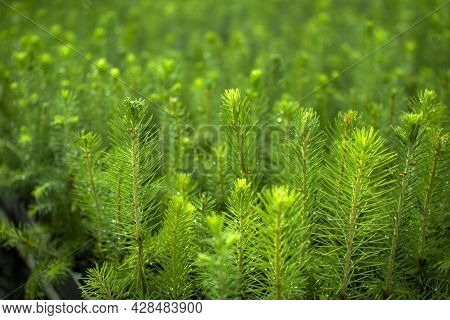 Green Seedlings Of Coniferous Trees. A Greenhouse For Growing Plants And Trees.