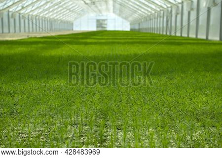 Green Seedlings Of Coniferous Trees. A Greenhouse For Growing Plants And Trees.