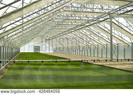A Greenhouse For Growing Plants And Trees. Irrigation Technology In The Greenhouse.