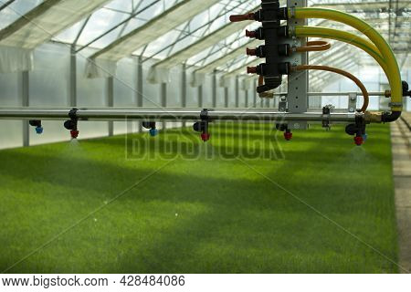 A Greenhouse For Growing Plants And Trees. Irrigation Technology In The Greenhouse.