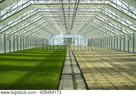 Green Seedlings Of Coniferous Trees. A Greenhouse For Growing Plants And Trees.