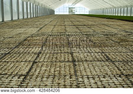 Greenhouse For Growing Vegetables, Plants And Trees.