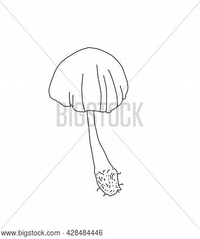 Illustration Of A Mushroom In The Style Of Linart