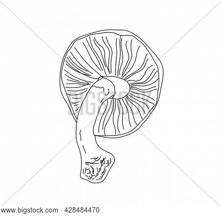 Illustration Of A Mushroom In The Style Of Linart