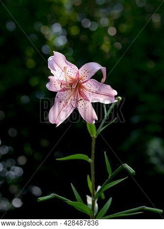 Pink Lilly In The Summer Garden, Lily Joop Flower. Lilium Plant - Pink Perfection Variety