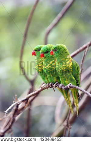 The Scaly-breasted Lorikeet (trichoglossus Chlorolepidotus), Three Adults On A Branch With A Light B