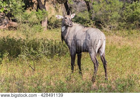 Deer (cerves Unicolor) In Ranthambore National Park, India