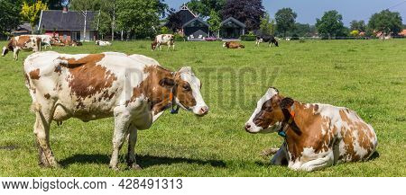 Panorama Of Red Holstein Cows In The Dutch Landscape Near Ootmarsum In Twente, Overijssel