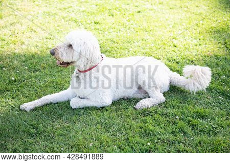 South Russian Sheepdog Ovcharka. White Dog In Red Collar. Pet Relax Outdoor In Summer Park.